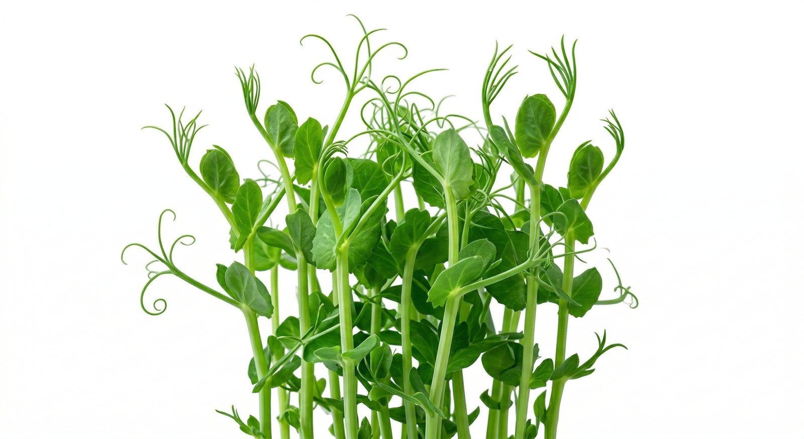 Pea shoots