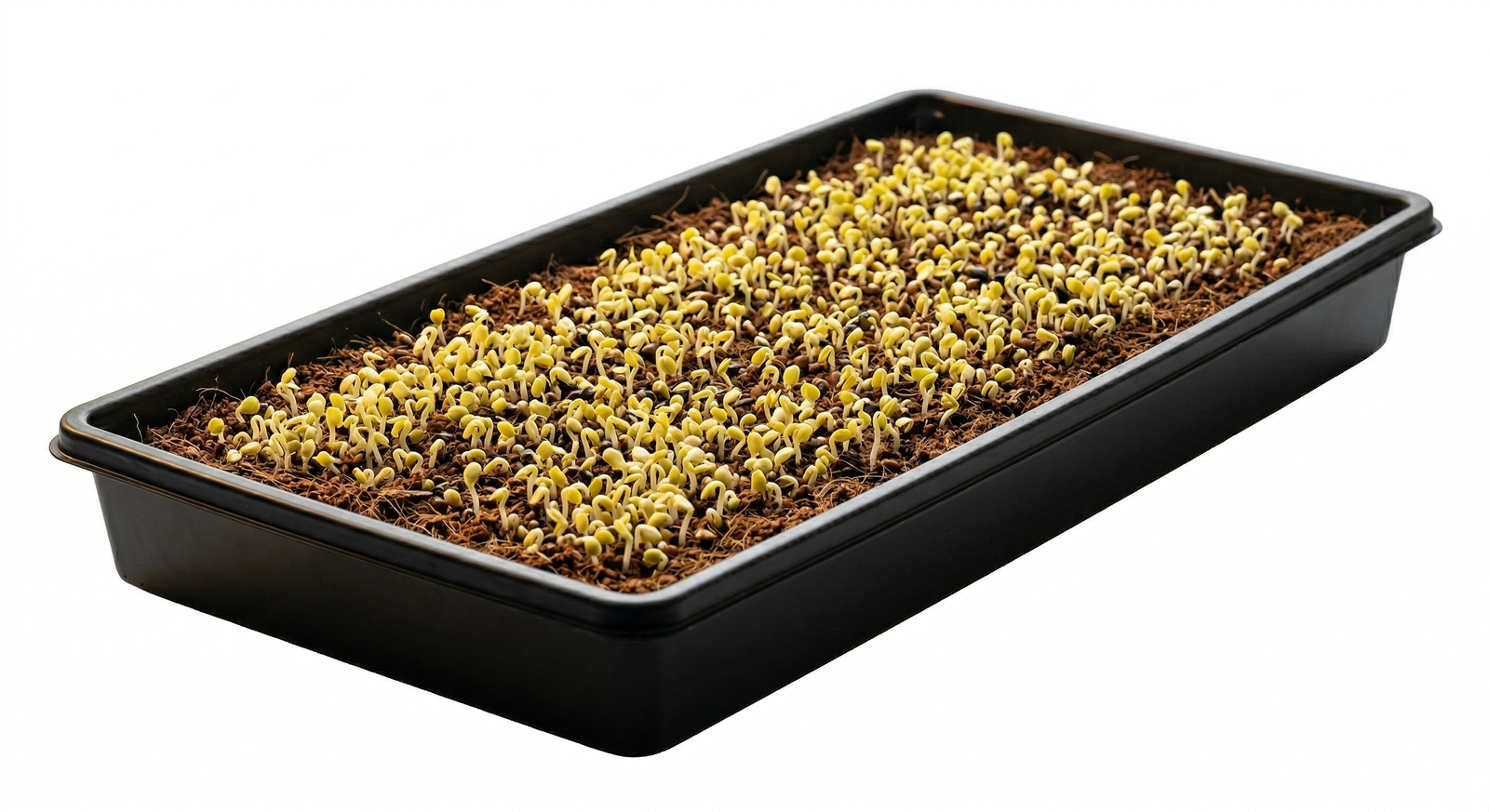 Growing tray
